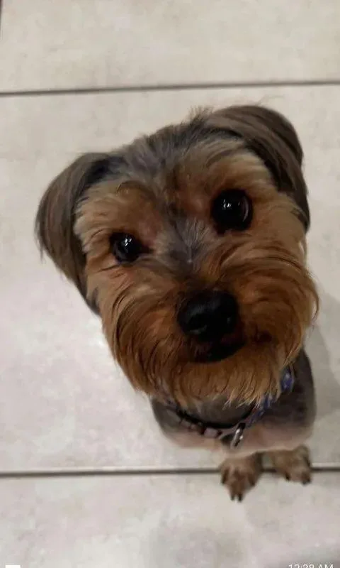 Toto thumbnail 3