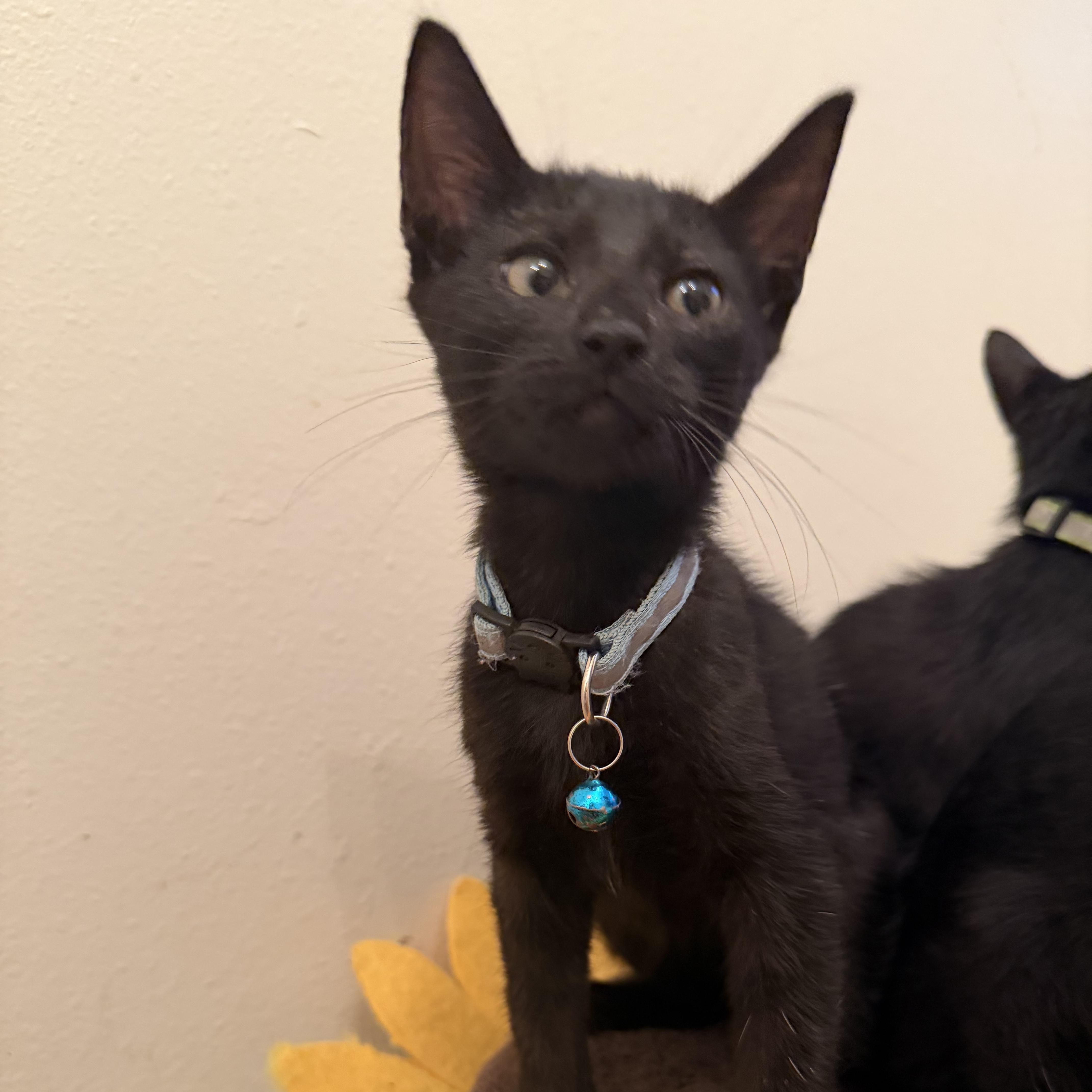 A baby medium-sized female Black Domestic Short Hair cat named Sky for adoption in Liverpool, TX