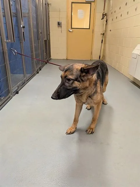 An adult large-sized female German Shepherd Dog dog named Missy Miss for adoption in South Lake Tahoe, CA