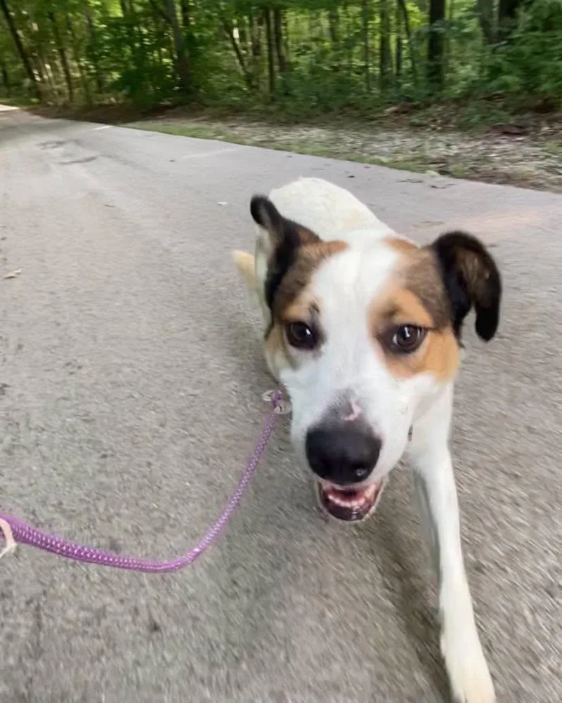 An adult medium-sized male Hound dog named Dexter for adoption in Frenchburg, KY