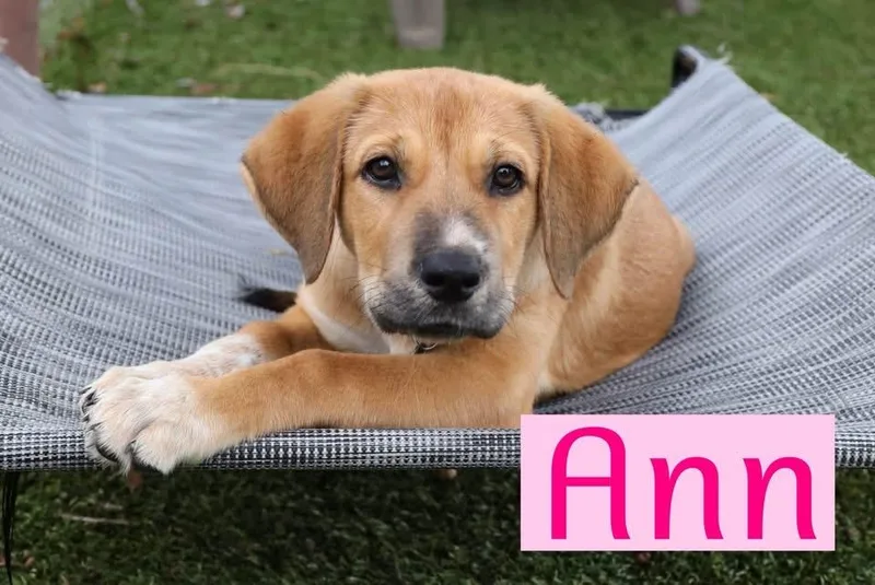 A baby large-sized female Hound dog named Ann for adoption in Southlake, TX