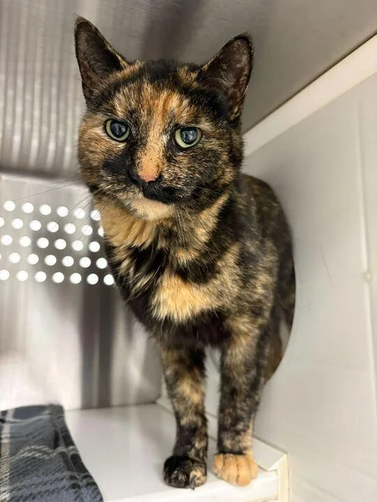 An adult medium-sized female Tortoiseshell Domestic Short Hair cat named Fergie for adoption in Jackson, MI