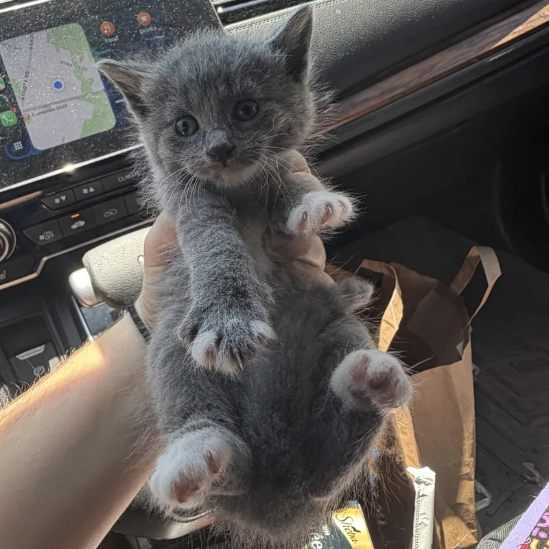 A baby medium-sized female Gray & White Domestic Short Hair cat named Octavia for adoption in Buffalo, NY