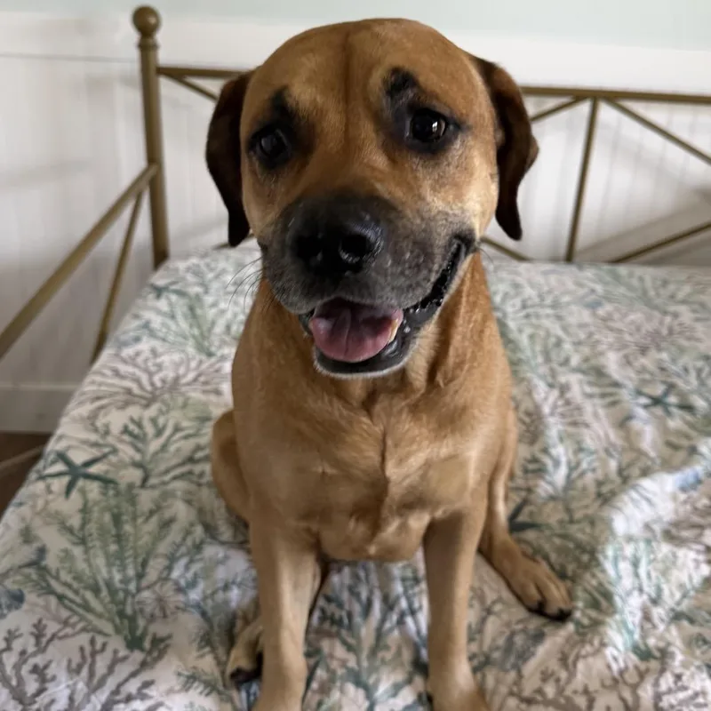 Sweet Pea Jr. thumbnail 3