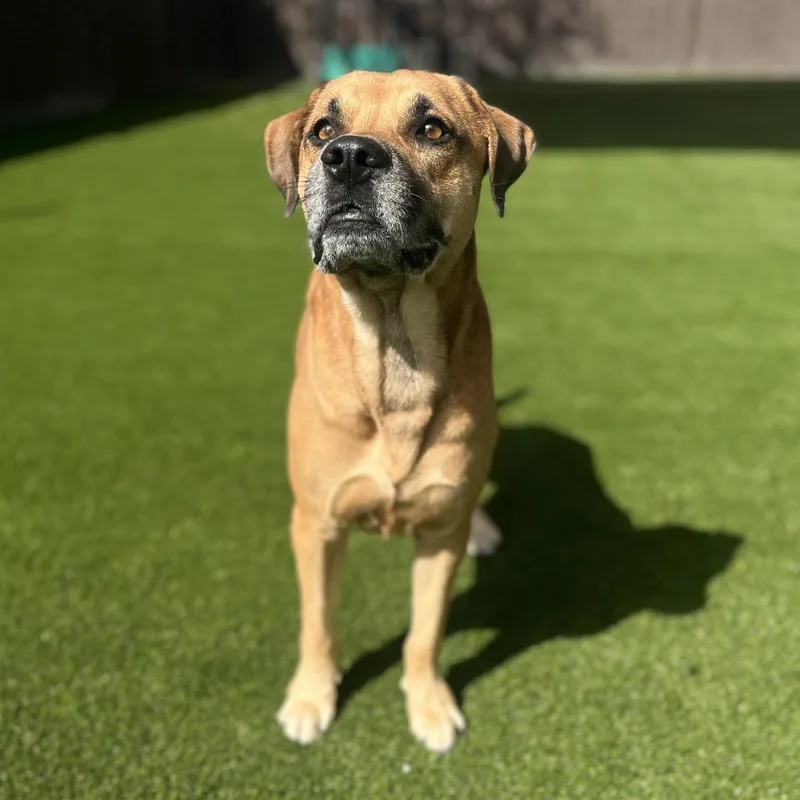 Sweet Pea Jr. thumbnail 4