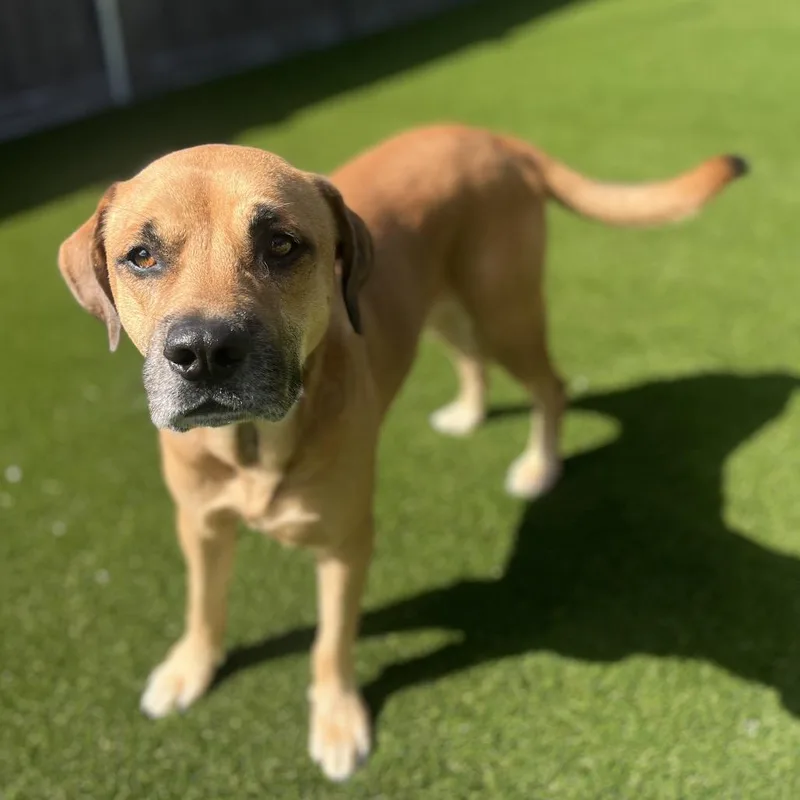 Sweet Pea Jr. thumbnail 5