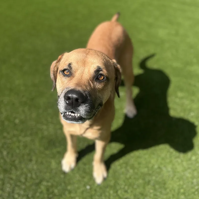 Sweet Pea Jr. thumbnail 6