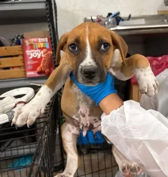 A baby small-sized male Mixed Breed dog named Chase for adoption in West Chester, PA