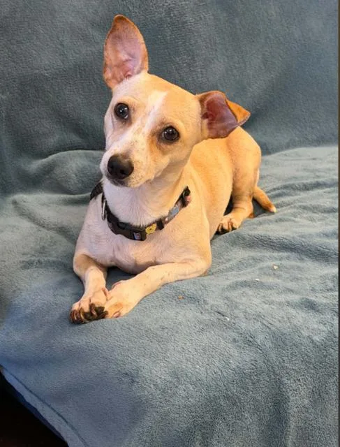 A young small-sized female Chihuahua dog named Poppers for adoption in Fort Wayne, IN