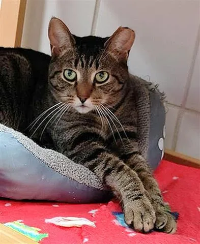 An adult medium-sized male Domestic Short Hair cat named Snip for adoption in Canfield, OH
