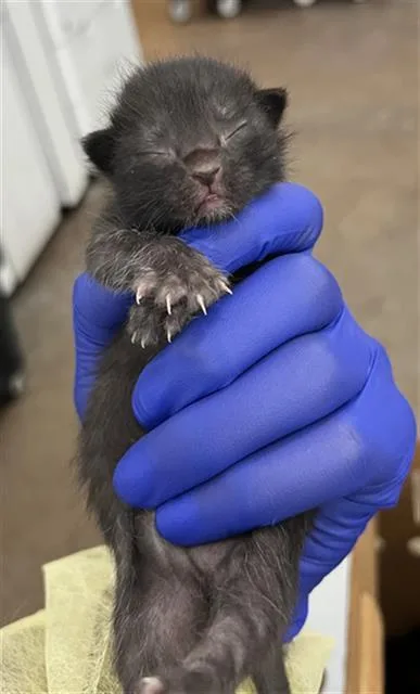 A baby medium-sized male Domestic Medium Hair cat named Odin for adoption in Dallas, TX