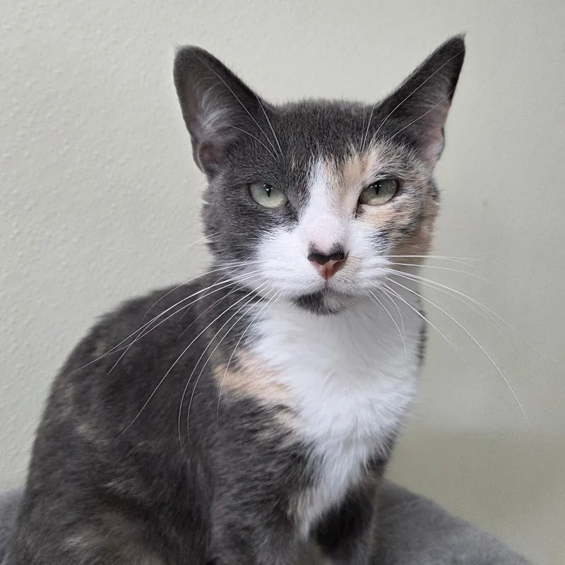 An adult medium-sized female Calico Domestic Short Hair cat named Sugar for adoption in Pontiac, IL