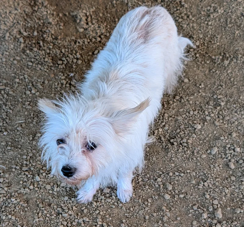 An adult small-sized female Maltese dog named Bunny A for adoption in Plano, TX