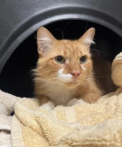 Simba Dee