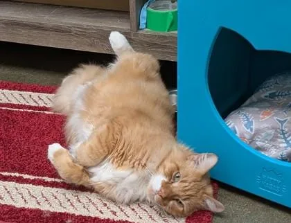 Simba Dee thumbnail 2