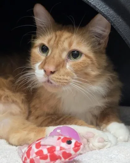 Simba Dee thumbnail 3