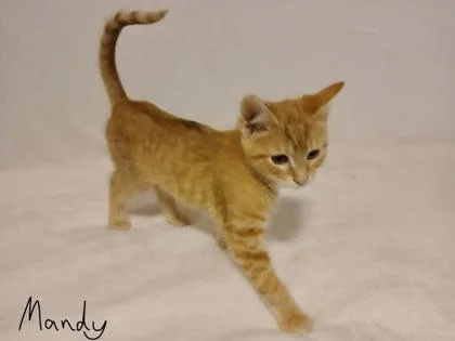Mandy thumbnail 3