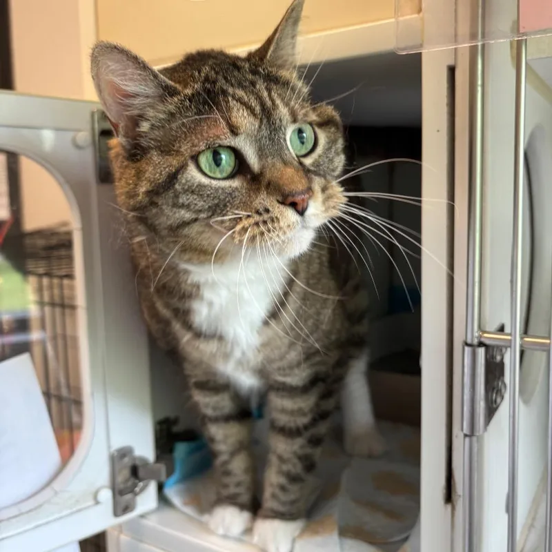 A senior small-sized female Brown / Chocolate Domestic Short Hair cat named Chloe for adoption in Naperville, IL