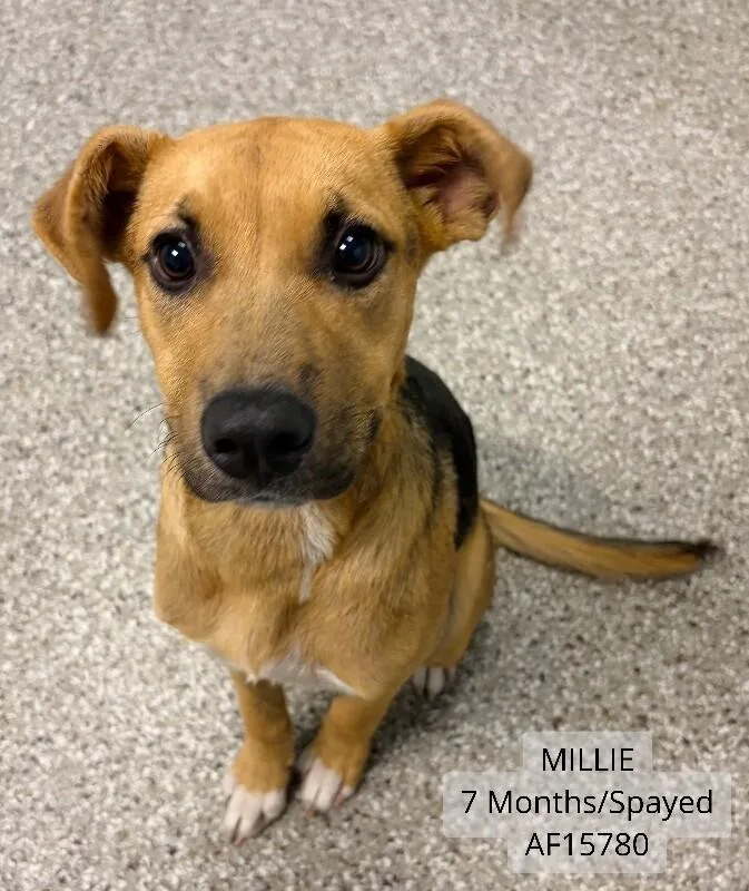 Millie