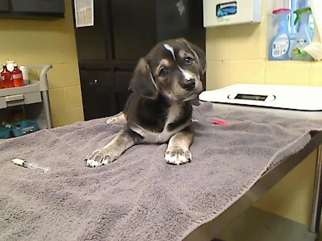 A baby large-sized male Labrador Retriever dog named Boots for adoption in Cookeville, TN