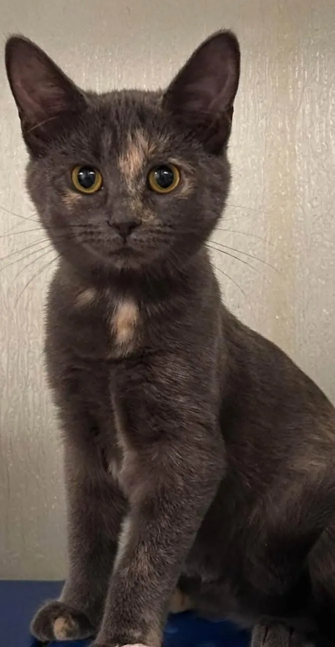 A baby medium-sized female Dilute Tortoiseshell Domestic Short Hair cat named Amelia for adoption in Danville, IN