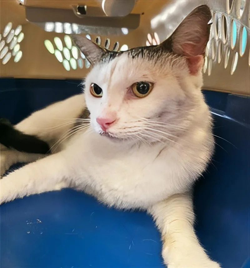 An adult medium-sized female Tabby (Gray / Blue / Silver) Domestic Short Hair cat named A for adoption in Nashville, TN