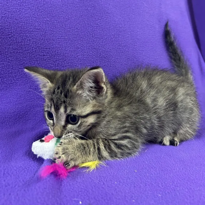 A baby small-sized male Gray / Blue / Silver Domestic Short Hair cat named Haymitch for adoption in Hattiesburg, MS