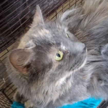 A senior large-sized female Brown / Chocolate Domestic Short Hair cat named Fluffy for adoption in Rapid City, SD