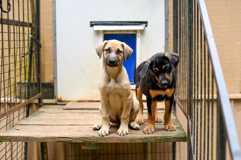 A baby medium-sized male Sable Mixed Breed dog named Sumo for adoption in BONIFAY, FL