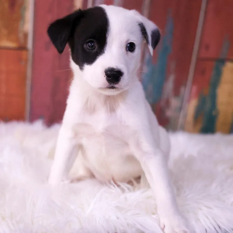 A baby small-sized male White / Cream Mixed Breed dog named Steel for adoption in Casa Grande, AZ