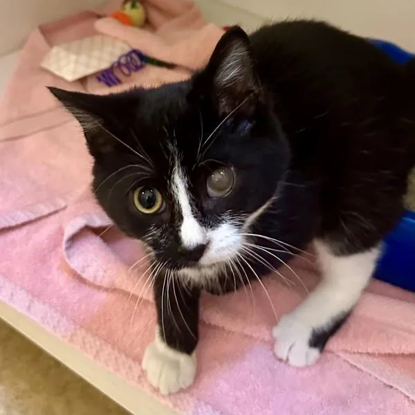 A baby small-sized male Domestic Short Hair cat named The Sprinkler for adoption in Walnut Creek, CA