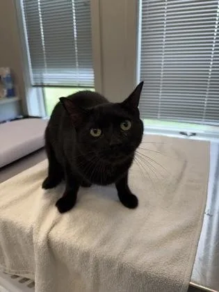An adult medium-sized female Domestic Short Hair cat named Quarter for adoption in Lafayette, IN