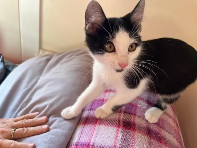 A baby medium-sized male Tabby cat named Ringo Star a True for adoption in Eagle Point, OR