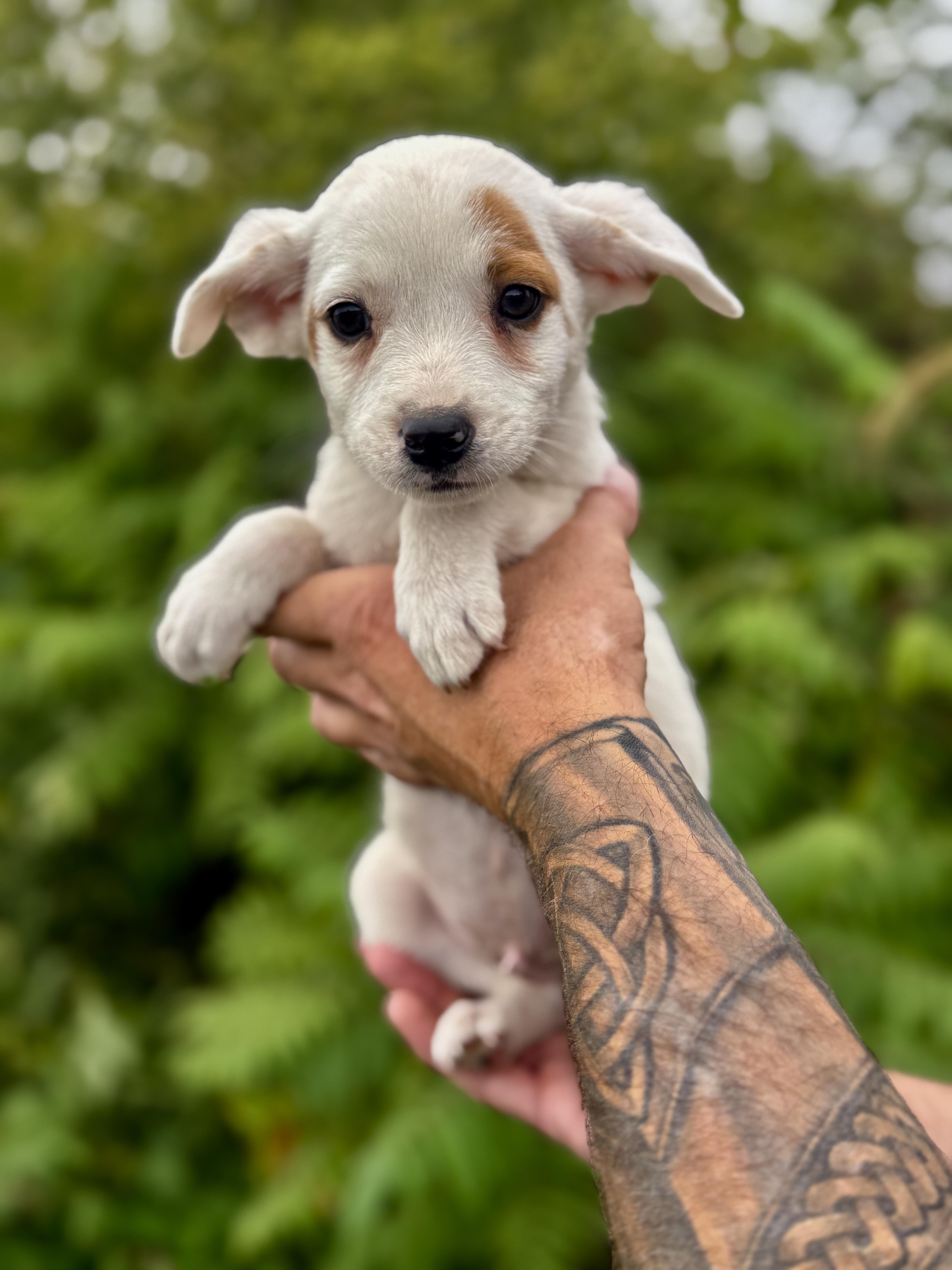 A baby small-sized male Australian Shepherd dog named French fry for adoption in Iron Ridge, WI