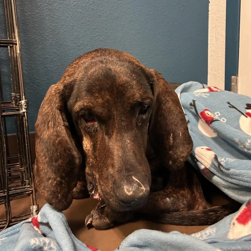 An adult medium-sized male Black Bloodhound dog named Edward for adoption in Flagstaff, AZ