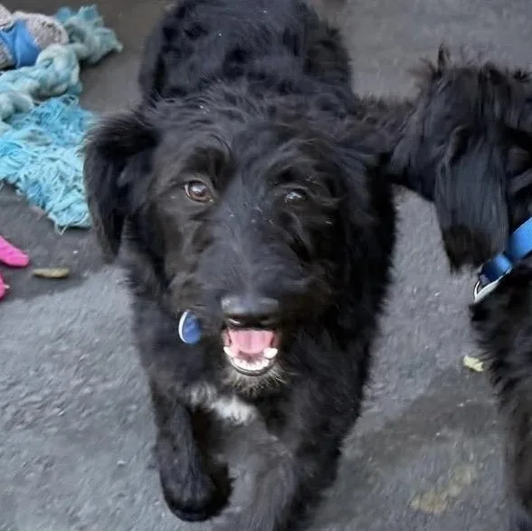 A young medium-sized female Black Labradoodle dog named Daisy for adoption in Santa Rosa, CA