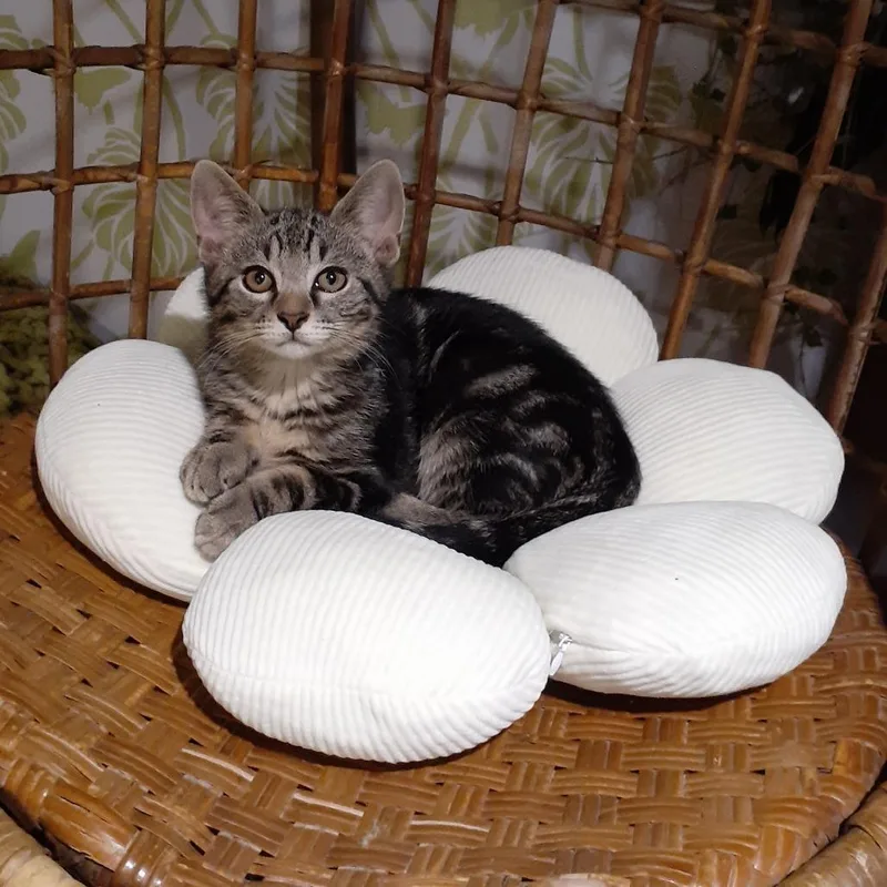 A baby small-sized male Gray / Blue / Silver Domestic Short Hair cat named Kyle for adoption in Pittsburgh, PA