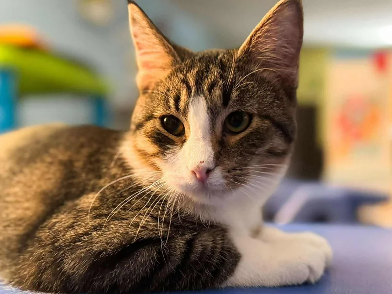 A young medium-sized male Tabby (Brown / Chocolate) Domestic Short Hair cat named Thomas for adoption in Sioux Falls, SD