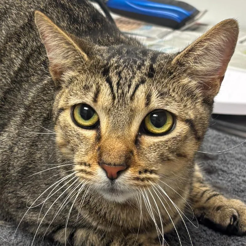 An adult large-sized female Domestic Short Hair cat named Piper for adoption in Jacksonville, FL