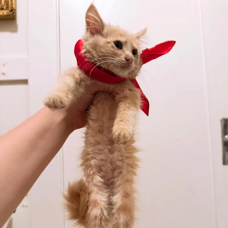 A baby small-sized female Orange / Red Domestic Short Hair cat named Roulette for adoption in Costa Mesa, CA