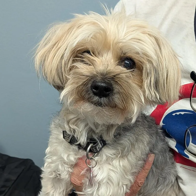 A senior small-sized female Maltese dog named Momo for adoption in Phoenix, AZ
