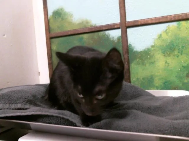 A baby small-sized male Domestic Short Hair cat named Calcifer for adoption in Houston, TX