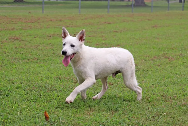 An adult small-sized male Spitz dog named QTip for adoption in Savannah, TN