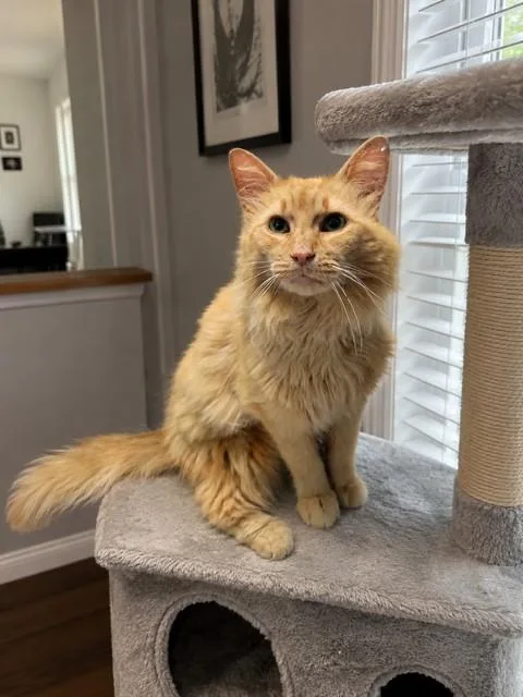 An adult small-sized male Domestic Medium Hair cat named Skimpleshanks for adoption in Clinton Township, MI