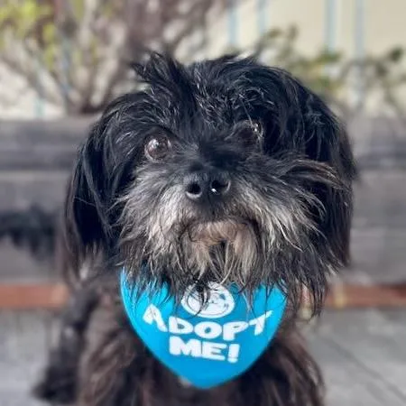 An adult small-sized female Black Maltese dog named Fanta for adoption in Pacific Grove, CA