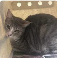 A baby medium-sized female Domestic Short Hair cat named Gavon for adoption in West Chester, PA