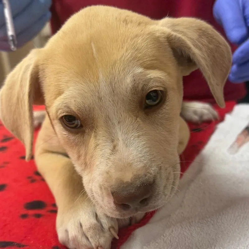A baby small-sized female Yellow / Tan / Blond / Fawn English Bulldog dog named Krystal for adoption in Birmingham, AL