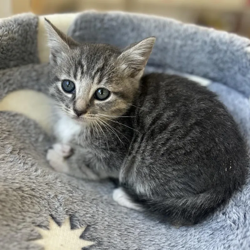 A baby small-sized female Brown / Chocolate Domestic Short Hair cat named Sierra for adoption in Long Beach, CA