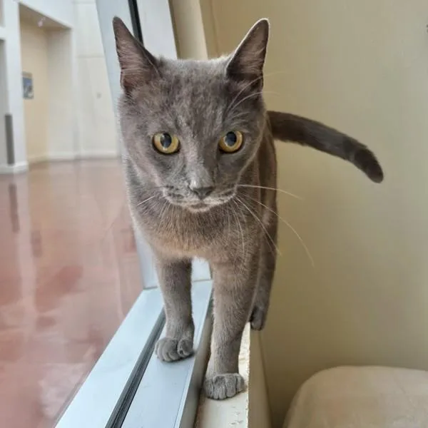 An adult medium-sized female Domestic Short Hair cat named Novita for adoption in Dublin, CA