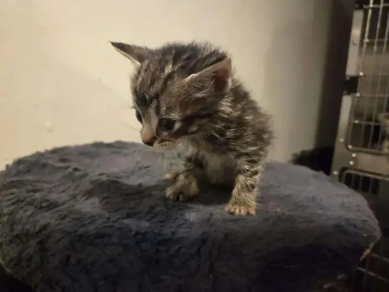 A baby small-sized male Domestic Short Hair cat named Monopoly for adoption in Grand Rapids, MI